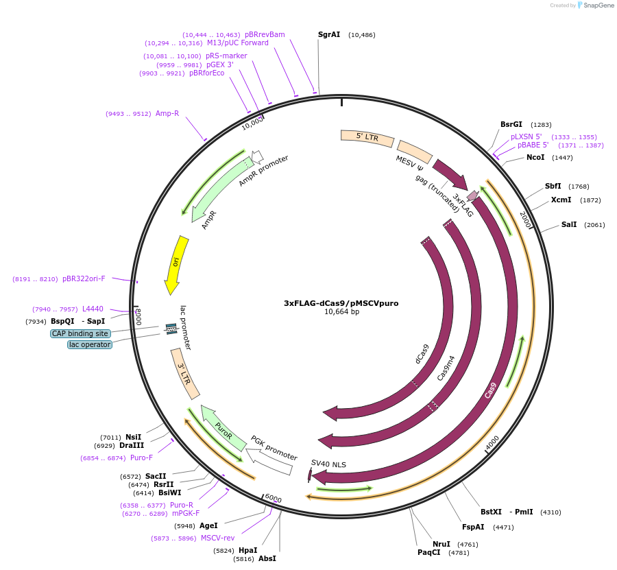 134983-plasmid-map-sequence-id-430623
