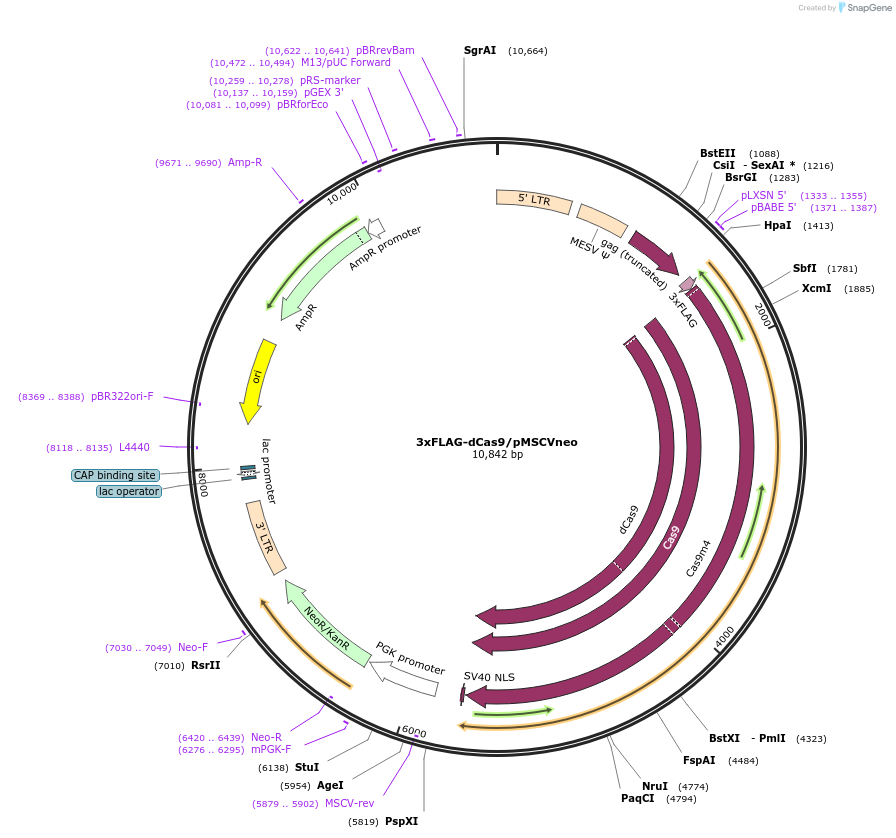 134982-plasmid-map-sequence-id-430627
