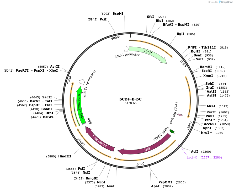 213495-plasmid-map-sequence-id-430628