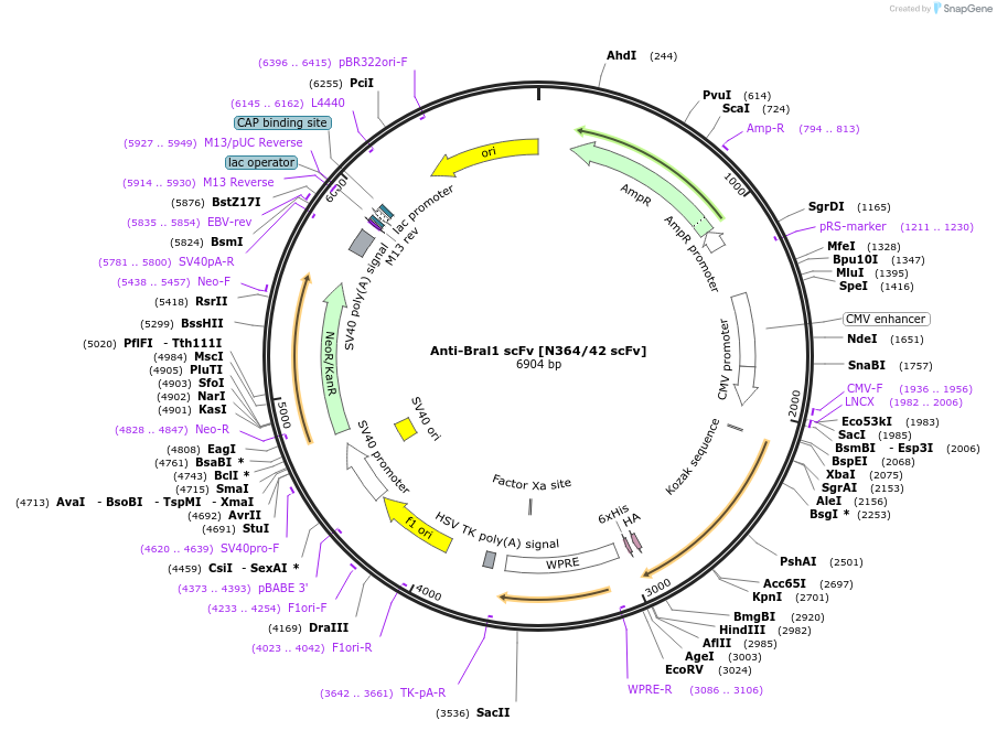 219494-plasmid-map-sequence-id-430653