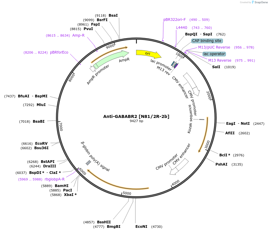 219482-plasmid-map-sequence-id-430654