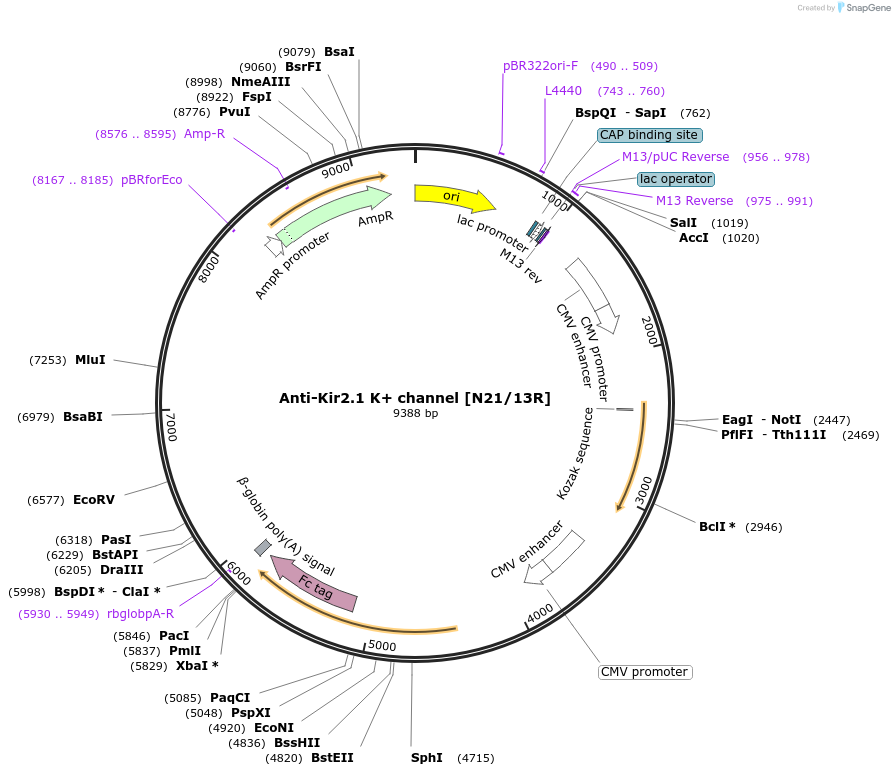 219455-plasmid-map-sequence-id-430655