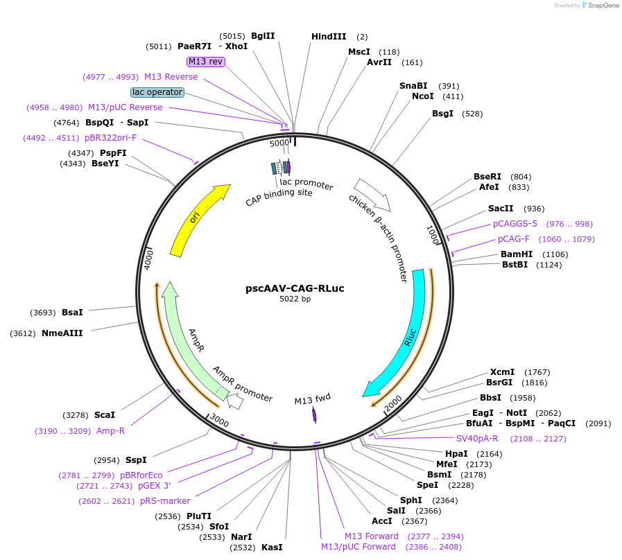 83280-plasmid-map-sequence-id-430657