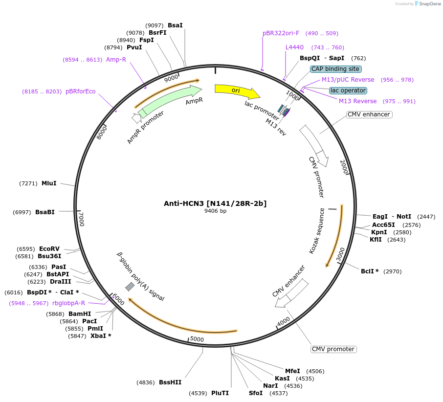 219484-plasmid-map-sequence-id-430658