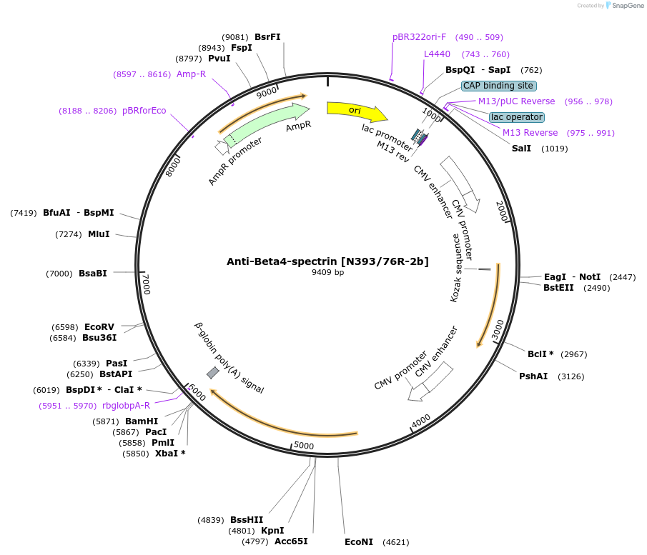 219488-plasmid-map-sequence-id-430659