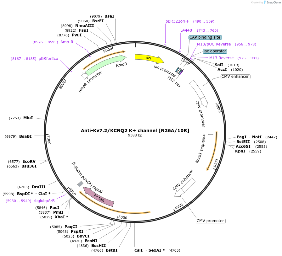 219456-plasmid-map-sequence-id-430662