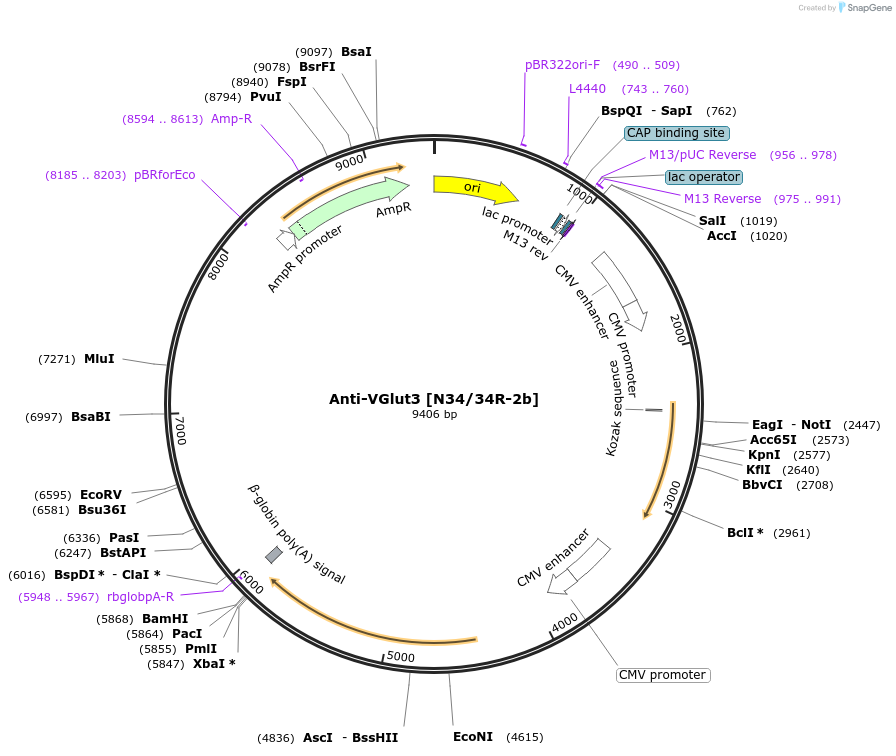 219476-plasmid-map-sequence-id-430663