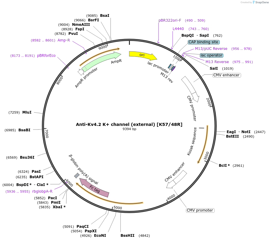 219447-plasmid-map-sequence-id-430664