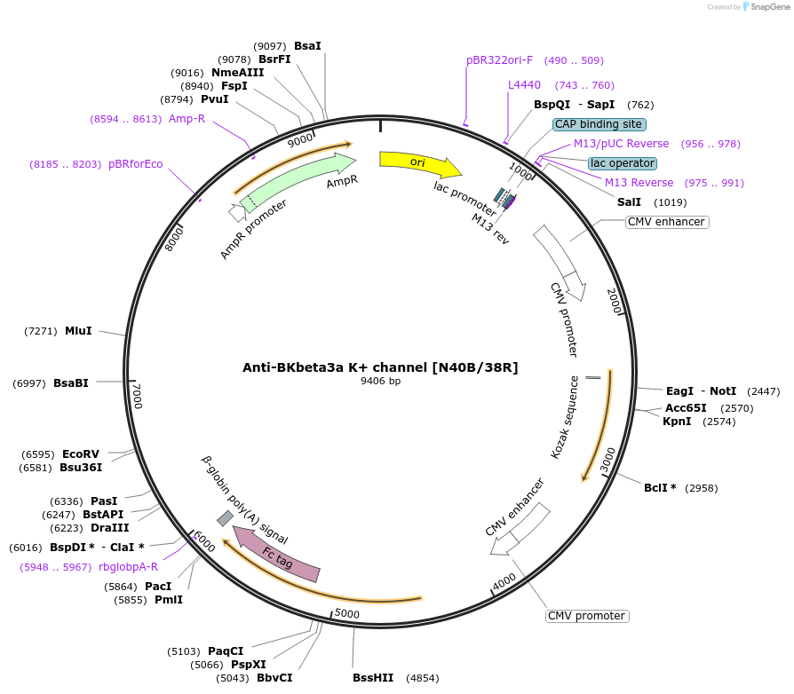 219457-plasmid-map-sequence-id-430666