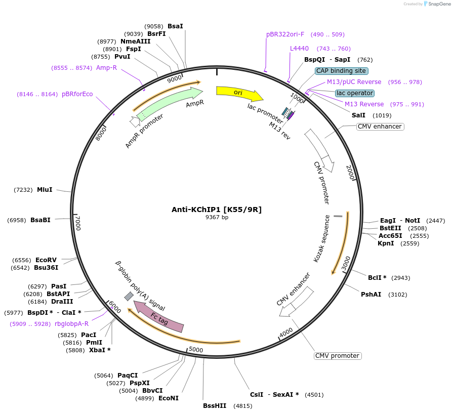 219444-plasmid-map-sequence-id-430671