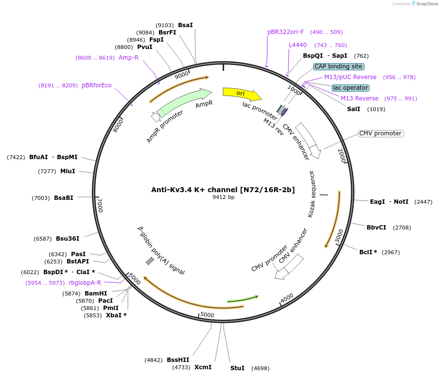 219481-plasmid-map-sequence-id-430677