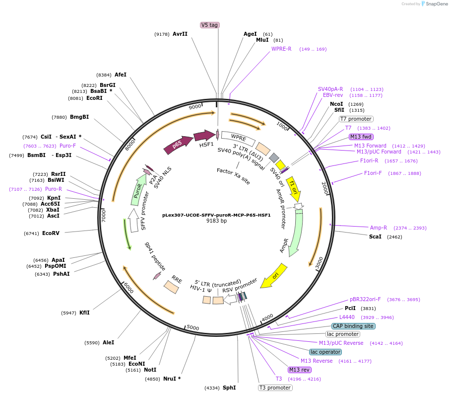 218559-plasmid-map-sequence-id-430697