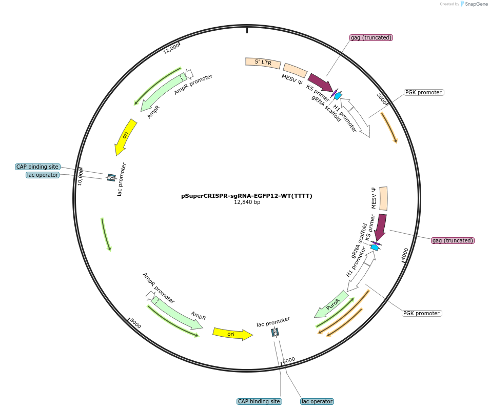 215856-plasmid-map-sequence-id-430709