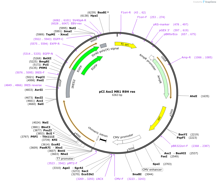 214753-plasmid-map-sequence-id-430721