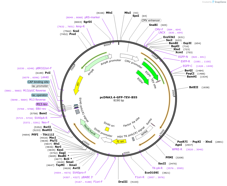 217378-plasmid-map-sequence-id-430725