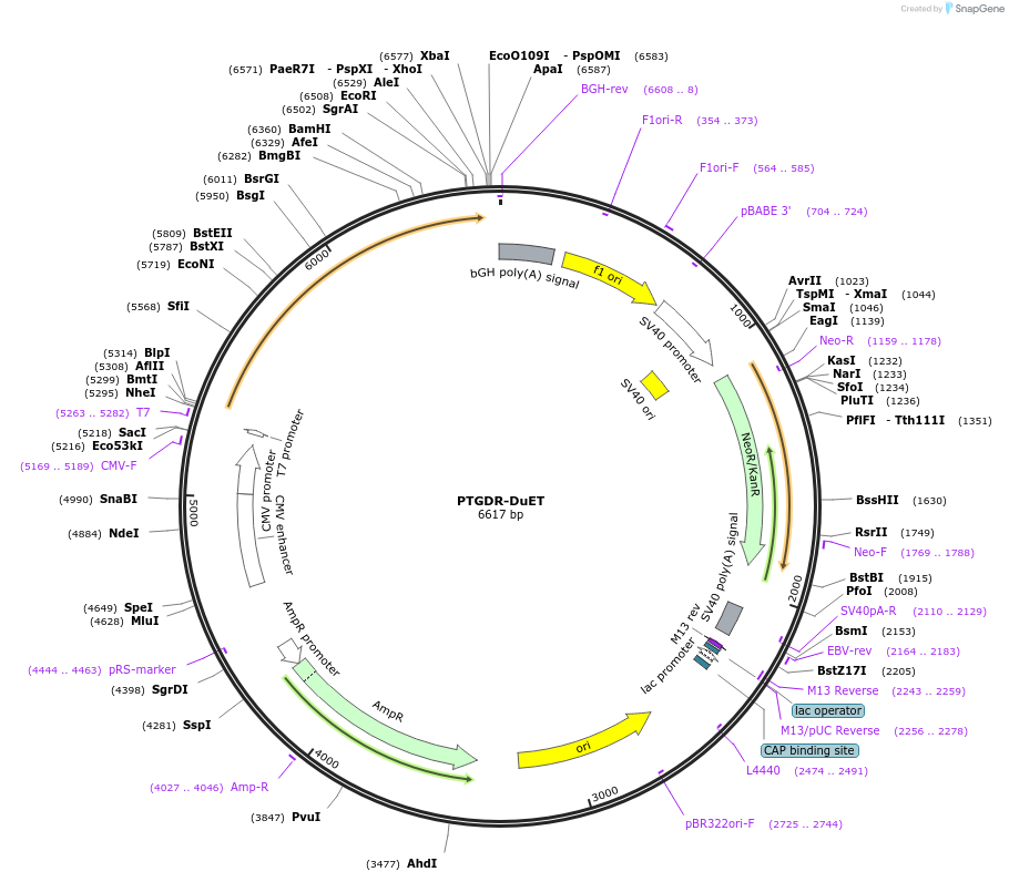 213369-plasmid-map-sequence-id-430728
