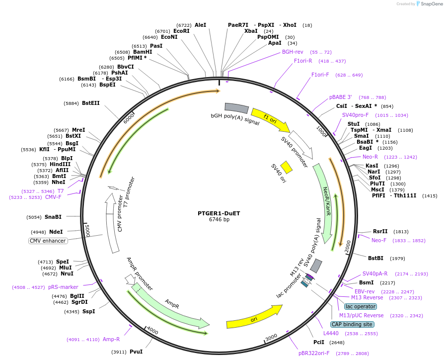 213370-plasmid-map-sequence-id-430729