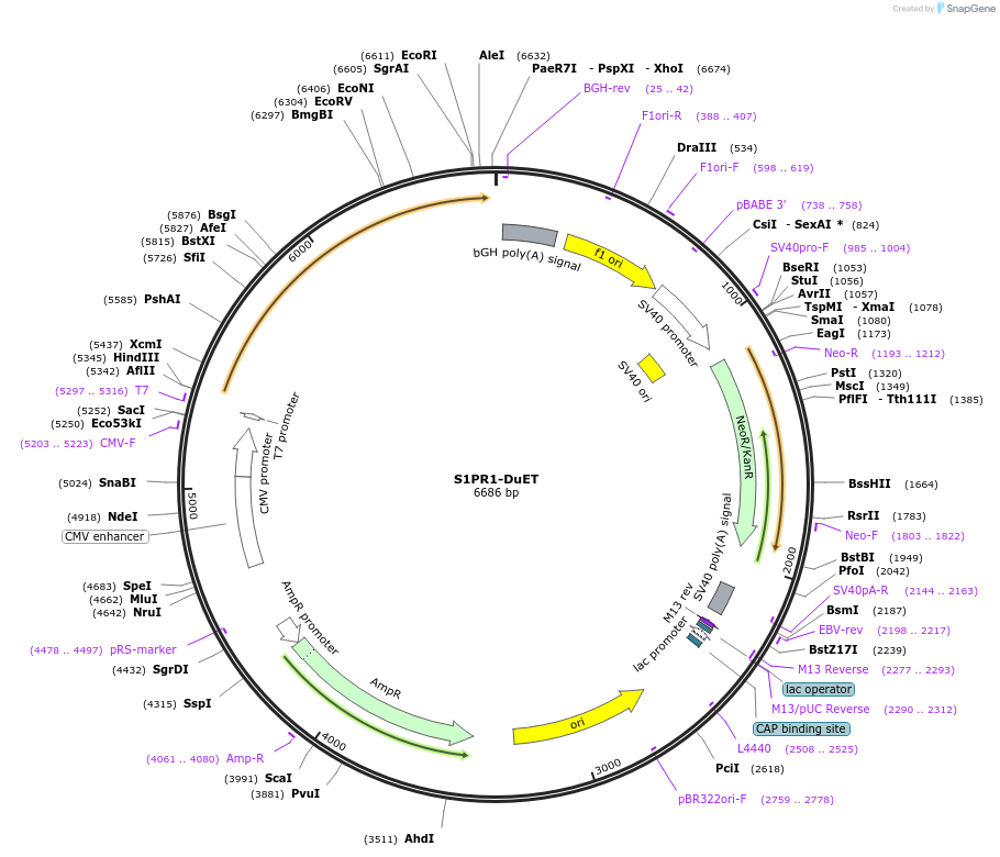 213374-plasmid-map-sequence-id-430730