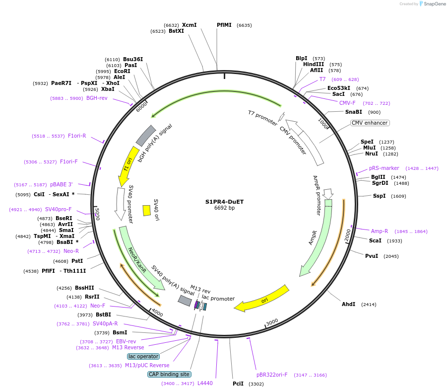 213375-plasmid-map-sequence-id-430731