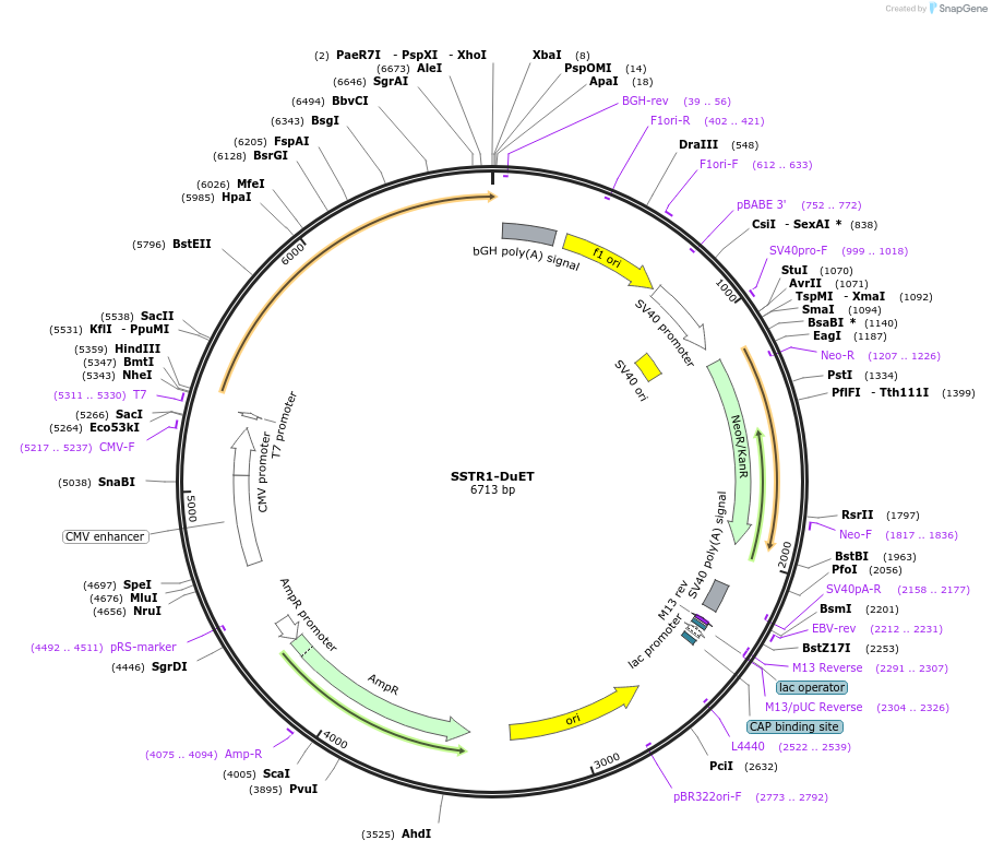 213376-plasmid-map-sequence-id-430732
