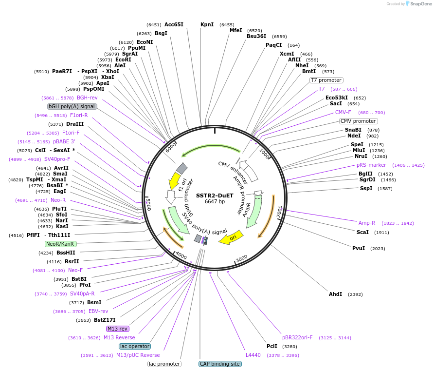 213377-plasmid-map-sequence-id-430733
