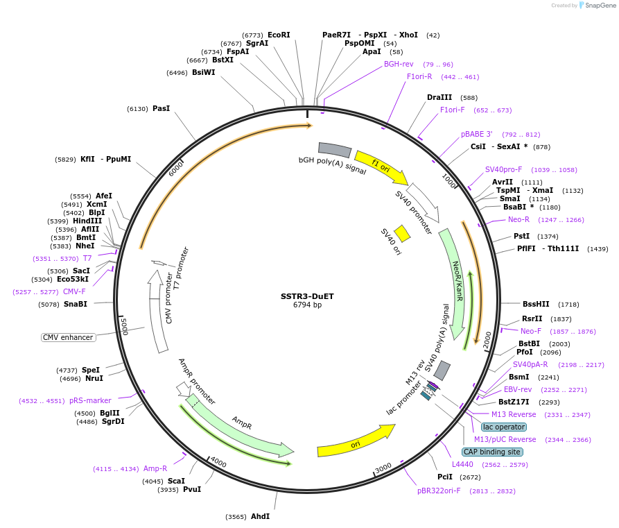 213378-plasmid-map-sequence-id-430734