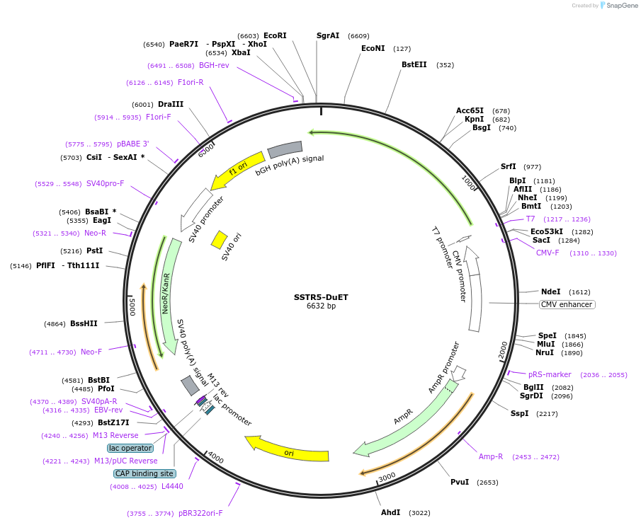 213380-plasmid-map-sequence-id-430735