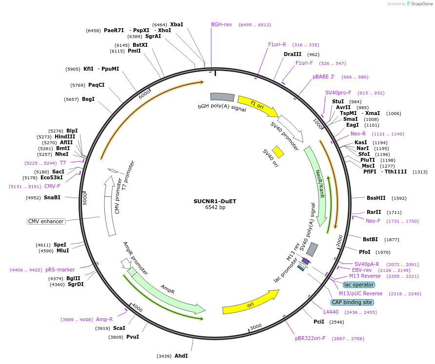 213381-plasmid-map-sequence-id-430736