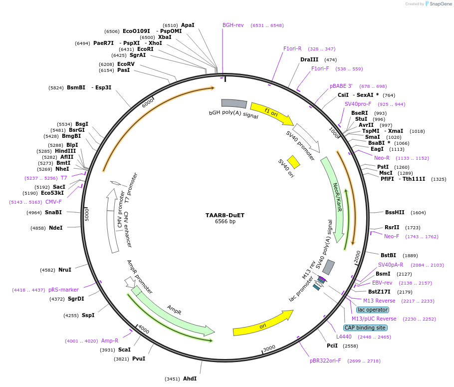 213383-plasmid-map-sequence-id-430738