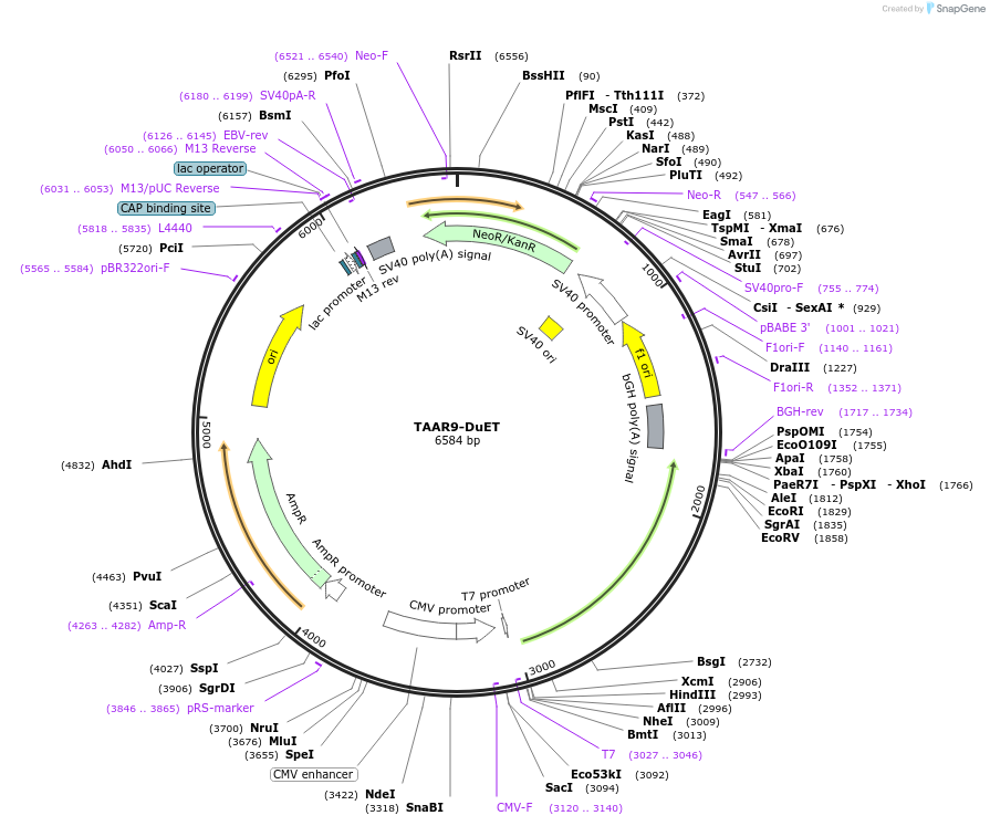 213384-plasmid-map-sequence-id-430739