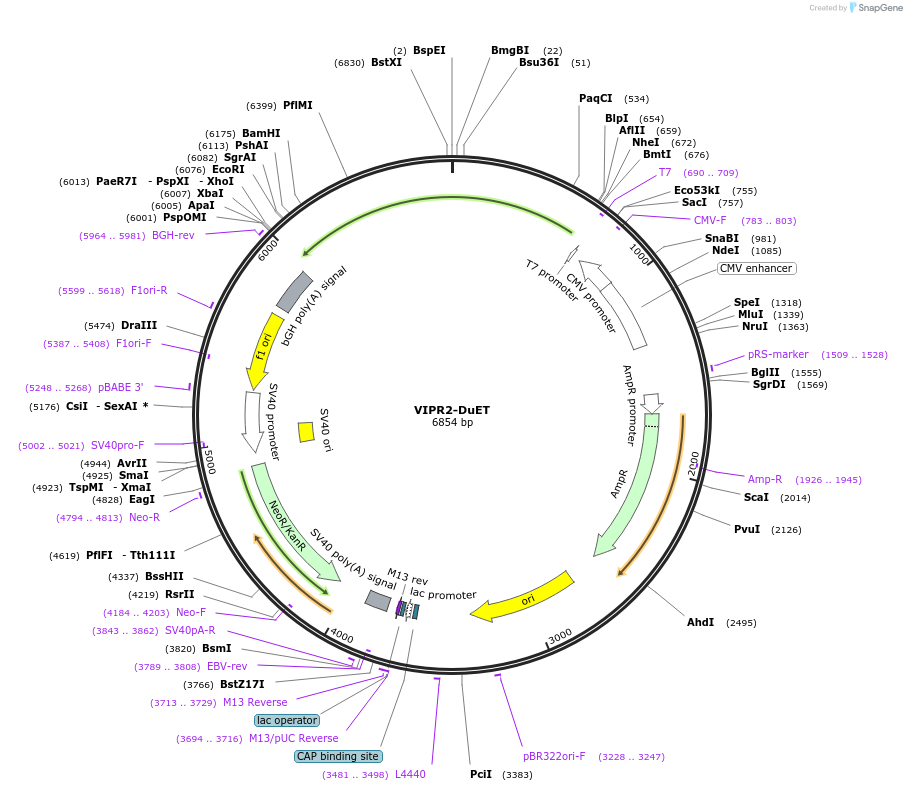 213387-plasmid-map-sequence-id-430740