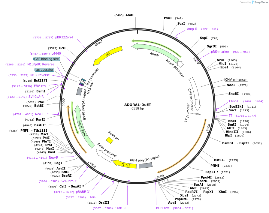 213173-plasmid-map-sequence-id-430741
