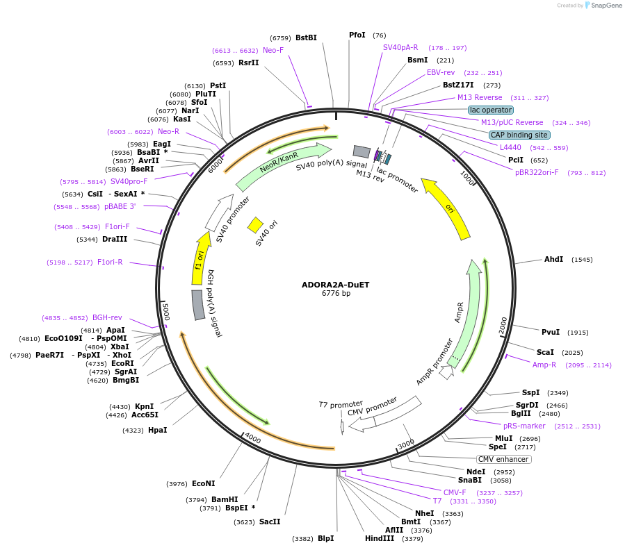 213174-plasmid-map-sequence-id-430742