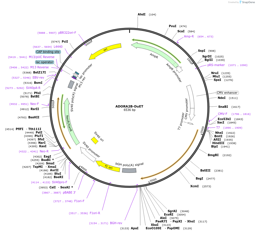 213175-plasmid-map-sequence-id-430743