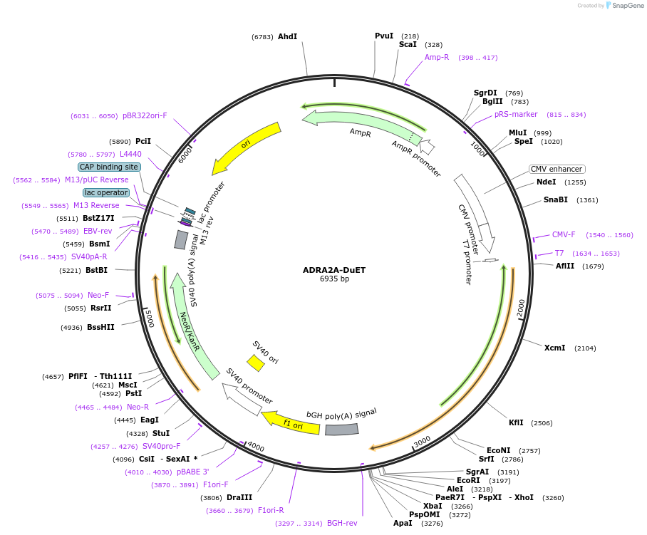 213177-plasmid-map-sequence-id-430744