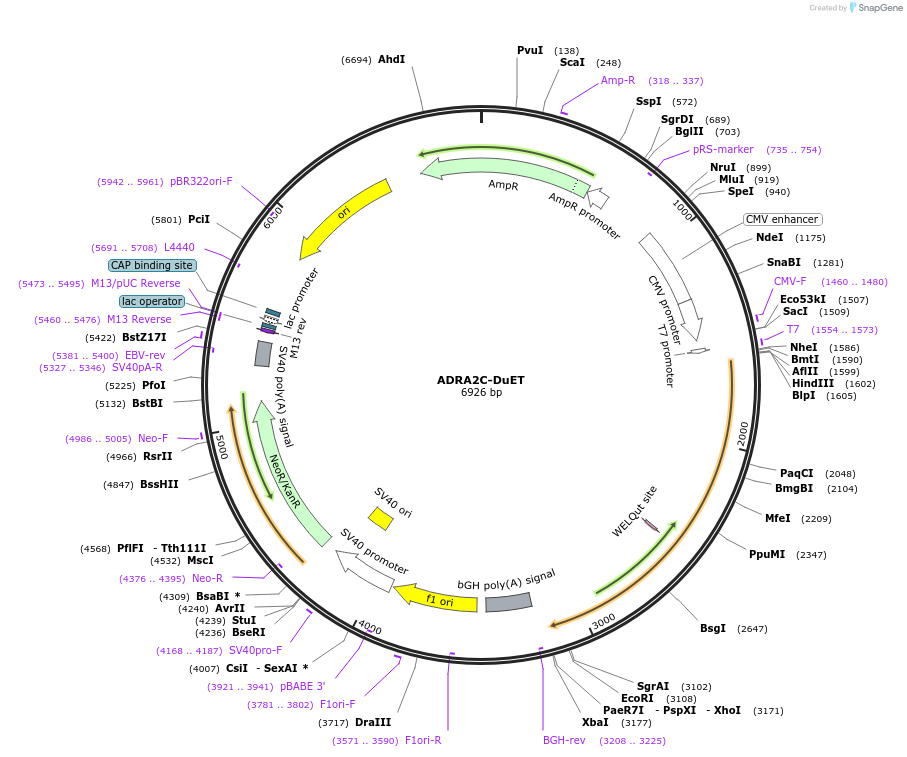 213179-plasmid-map-sequence-id-430746