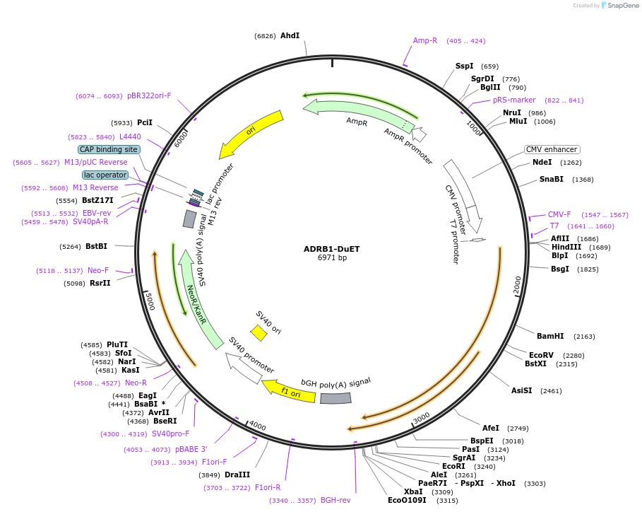 213180-plasmid-map-sequence-id-430747