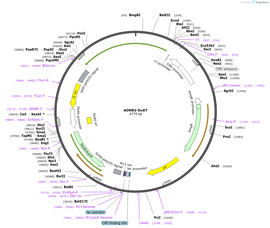 213181-plasmid-map-sequence-id-430748