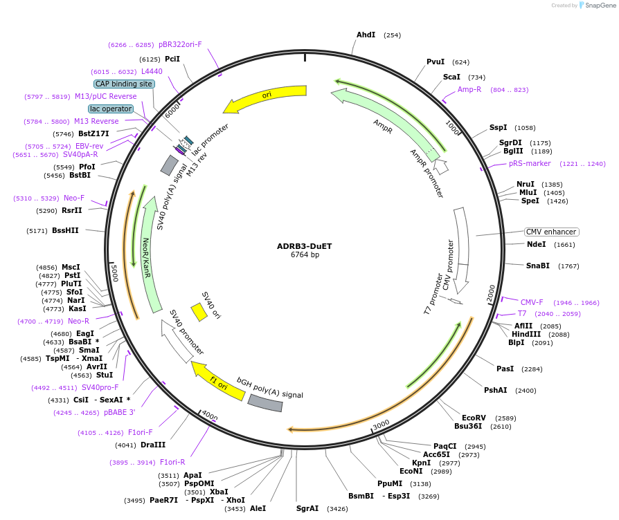 213182-plasmid-map-sequence-id-430749