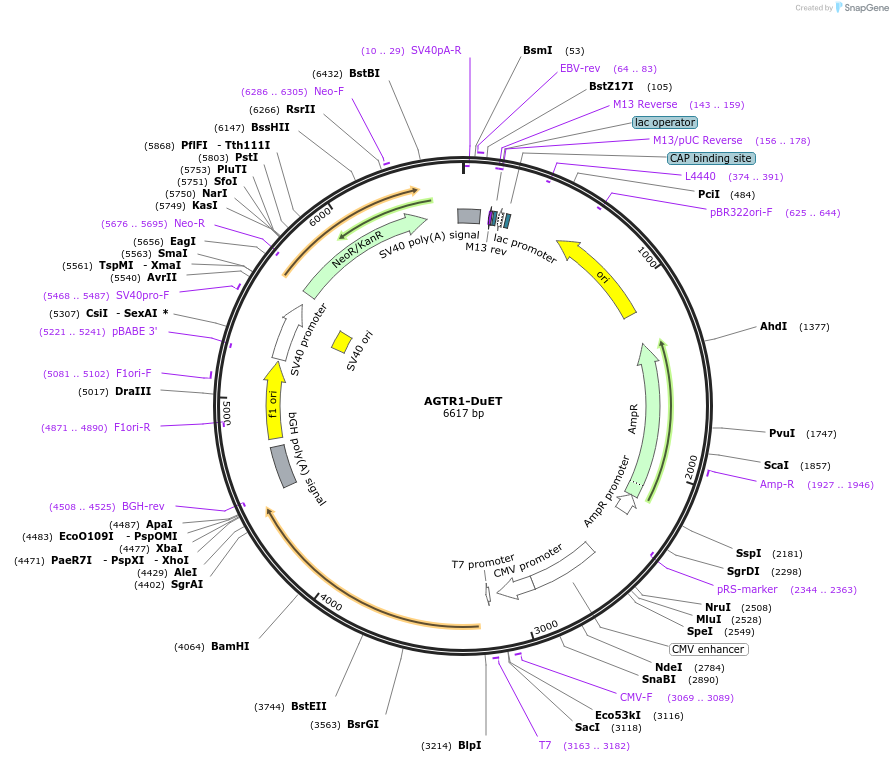 213183-plasmid-map-sequence-id-430750