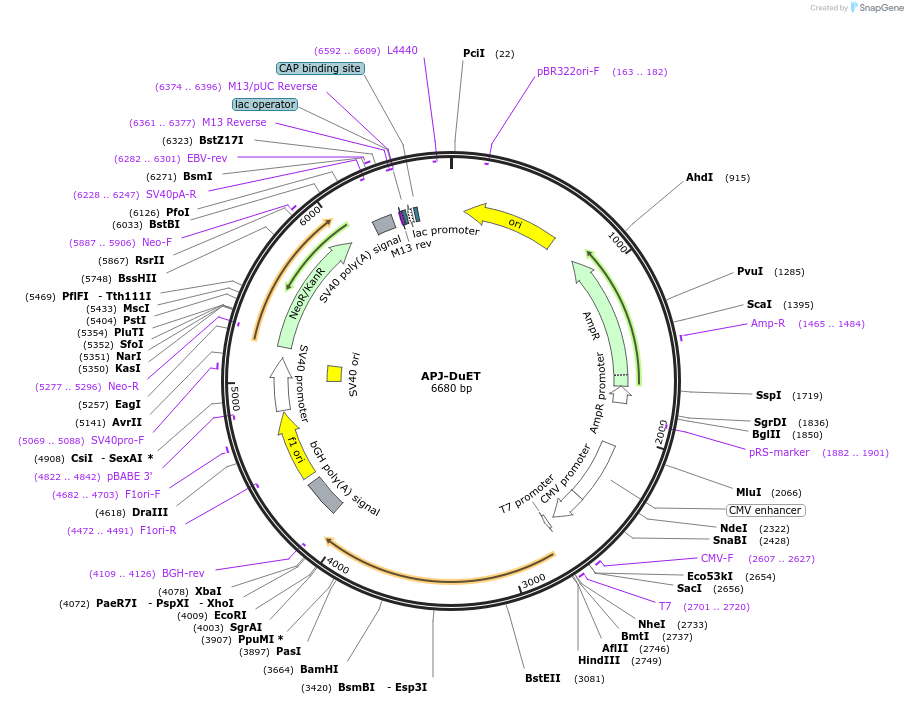 213185-plasmid-map-sequence-id-430751
