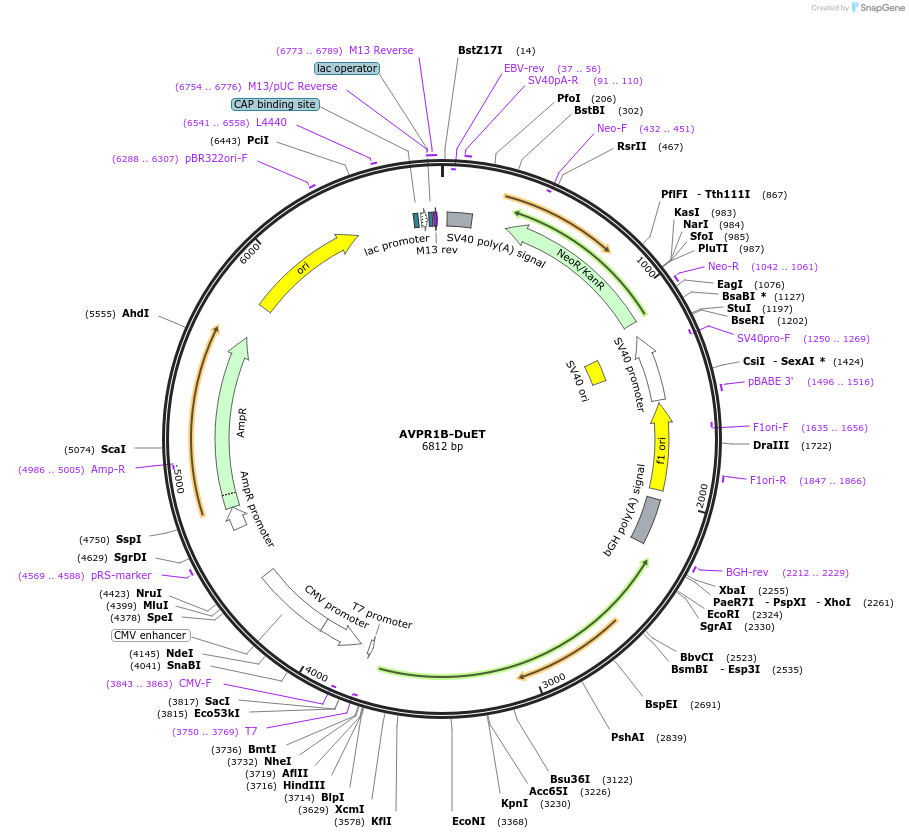 213187-plasmid-map-sequence-id-430752