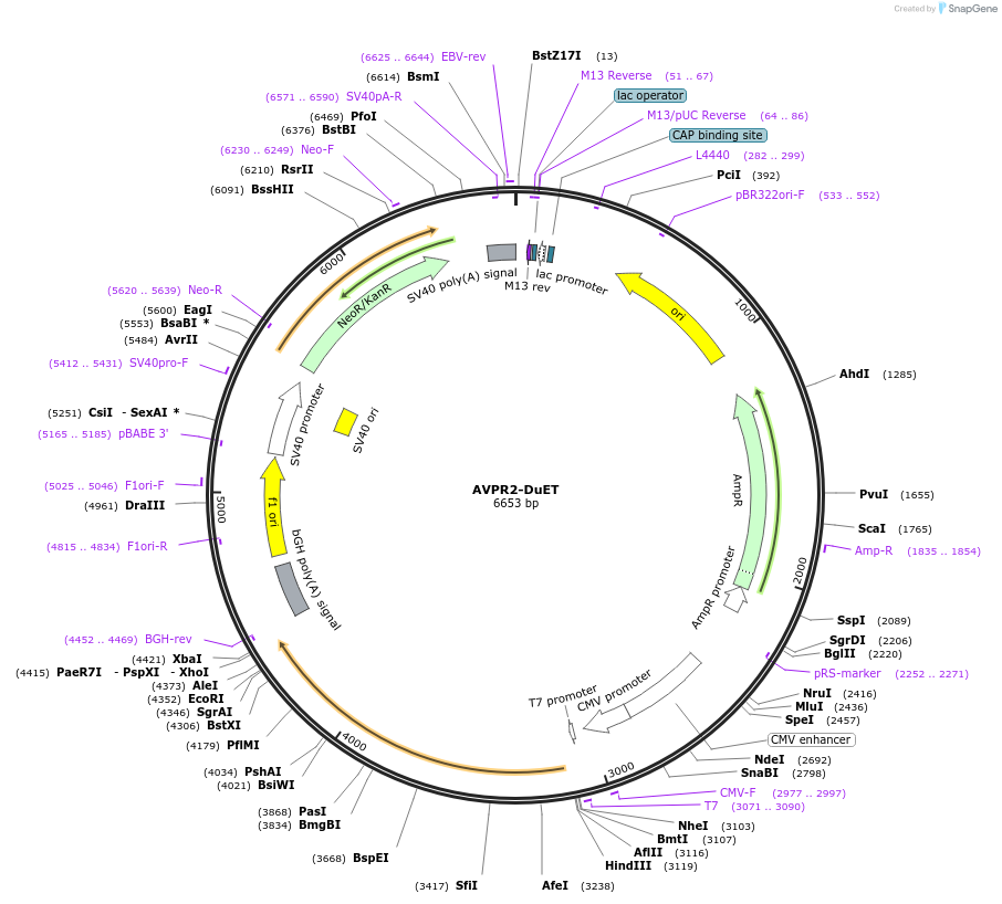 213188-plasmid-map-sequence-id-430753