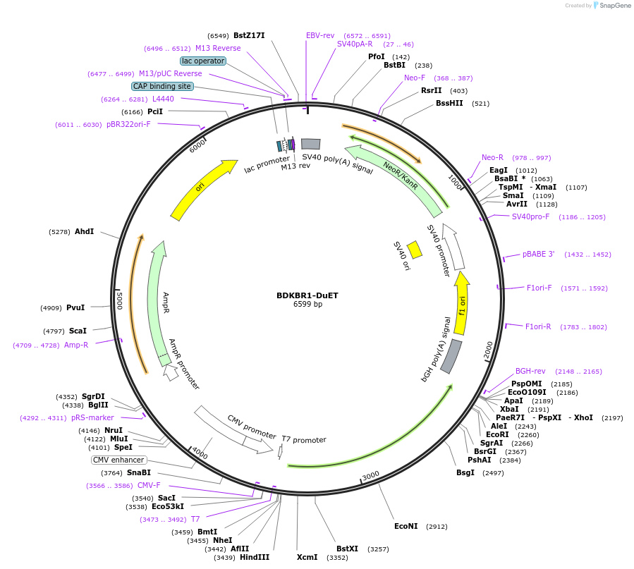 213189-plasmid-map-sequence-id-430754