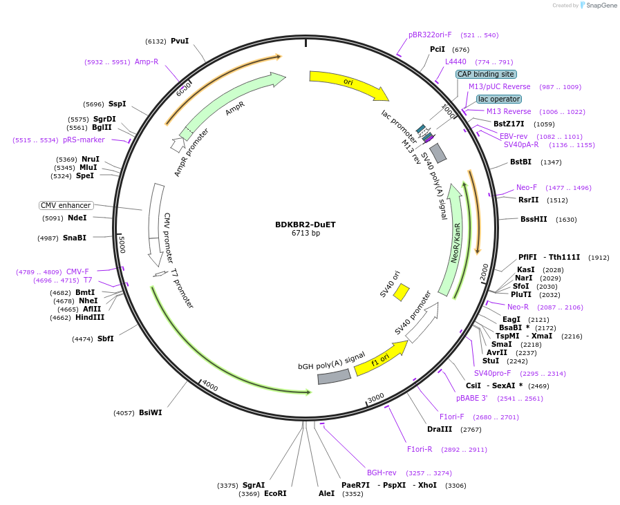 213190-plasmid-map-sequence-id-430755