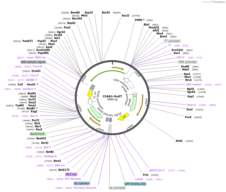 213191-plasmid-map-sequence-id-430756