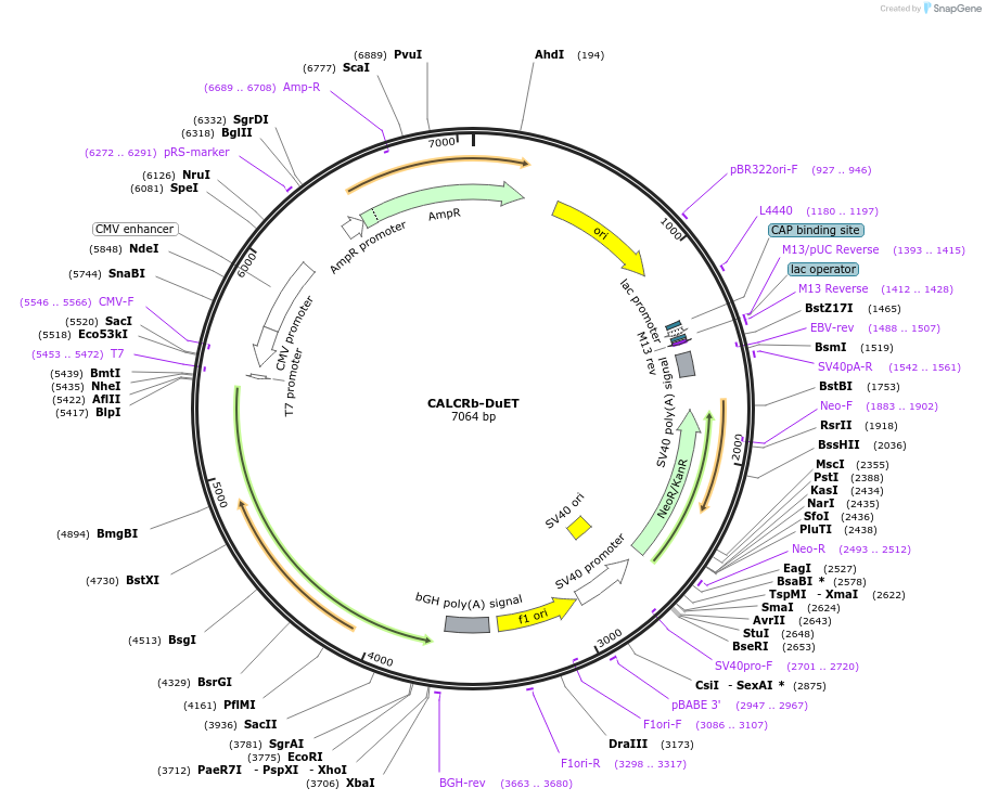213193-plasmid-map-sequence-id-430758