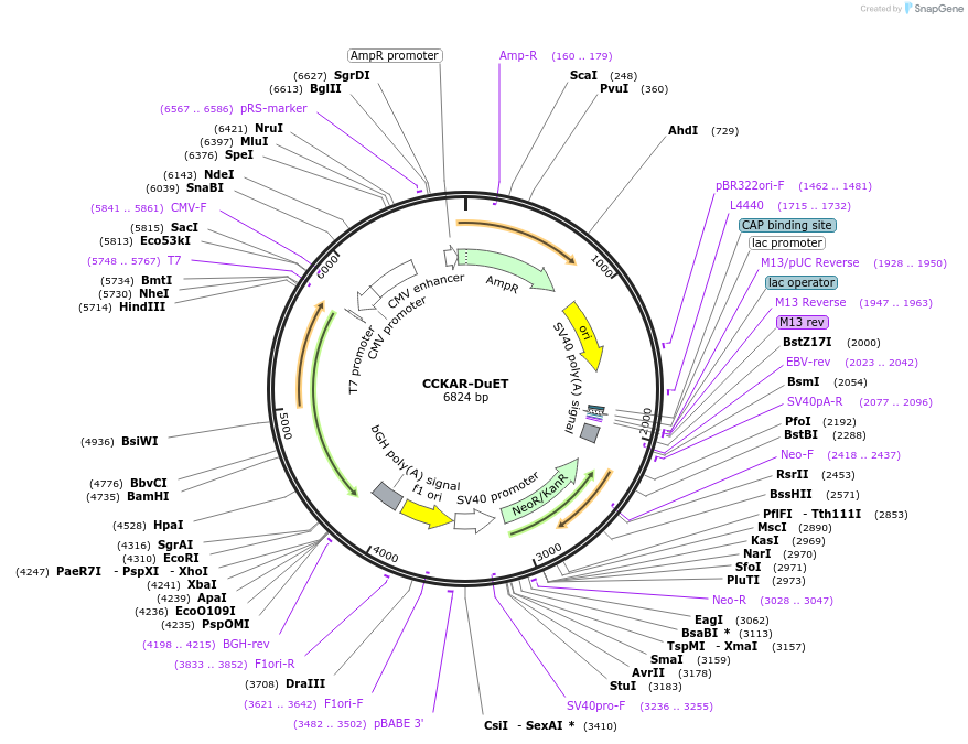 213195-plasmid-map-sequence-id-430759