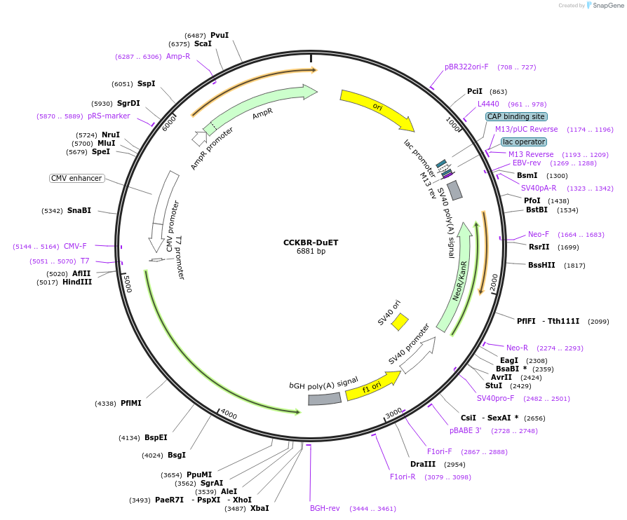 213196-plasmid-map-sequence-id-430760