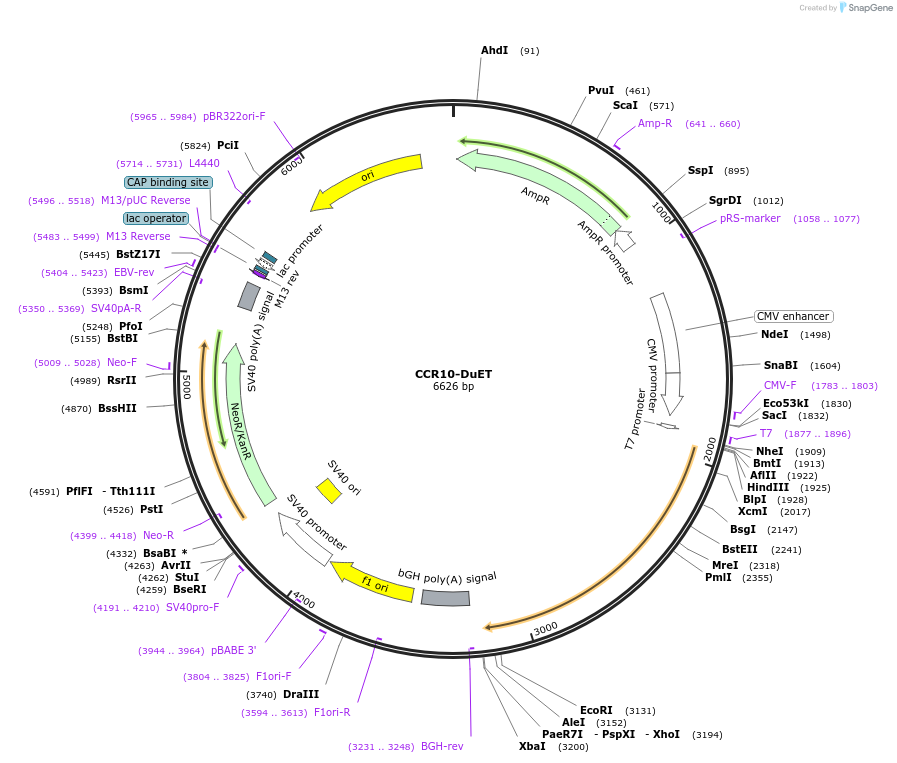 213197-plasmid-map-sequence-id-430761